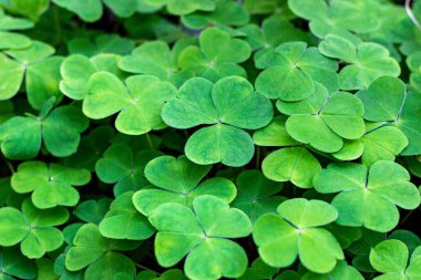 Ormanda arka plan olarak yeşil, sık rastlanan odun-sorrel (Oxalis asetosella).