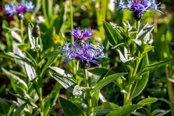 Яркий Цветущий Голубой Луг Кукурузы Centaurea Jacea Твердоголовые Лужайке Зеленом — стоковое фото