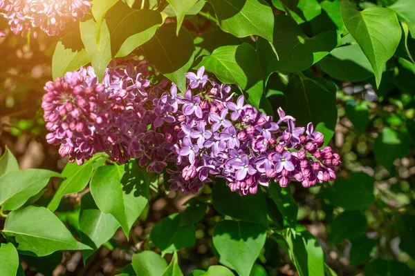 Blommande Gren Lila Lila Syringa Vulgaris Blommor Gröna Löv Bakgrund — Stockfoto