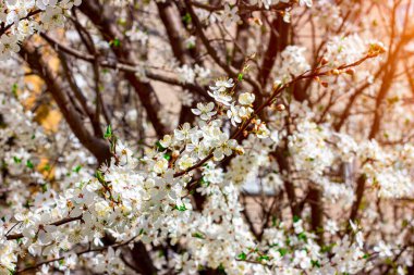 Taze beyaz çiçekler açan yeşil yapraklı Asyalı kiraz çiçekleri baharda bahçede arka planda kapanıyor..