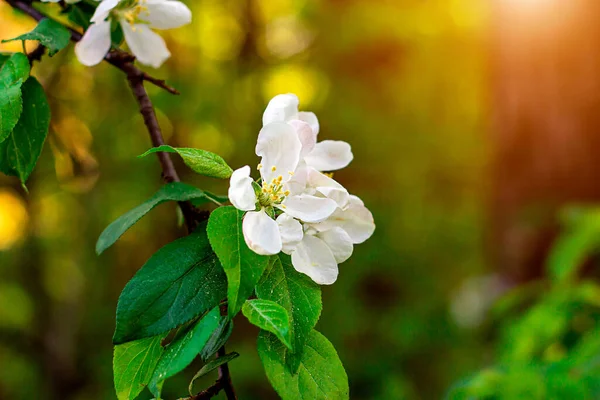 Fresh White Apple Tree Flowers Blossom Green Leaves Background Garden — Stock Photo, Image