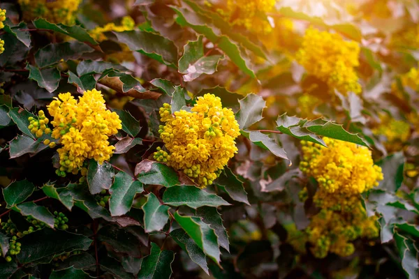 Luminoso Giallo Mahonia Aquifolium Cespuglio Fiori Sfondo Foglie Verdi Giardino — Foto Stock