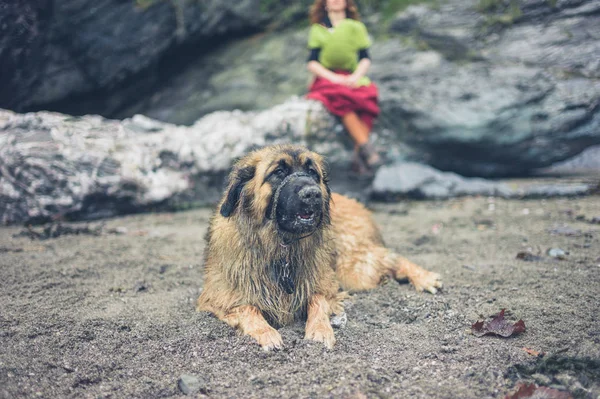 Leonberger Köpek Içinde Belgili Tanımlık Geçmiş Sahibi Ile Sahilde — Stok fotoğraf
