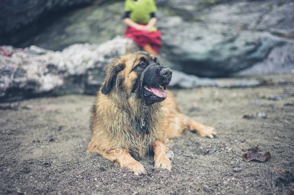 Leonberger Dog Beach Its Owner Background — Stock Photo, Image