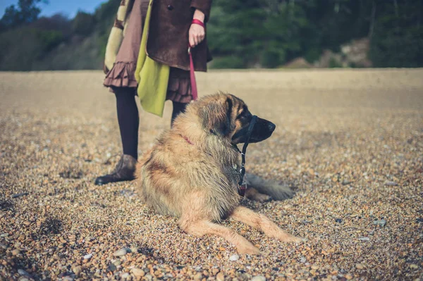 Leonberger dog on beach with owner — Stock Photo, Image