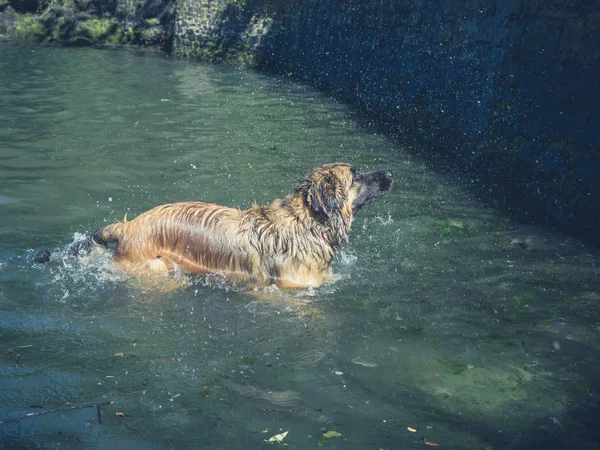 Big Leonberger Dog Swimming River — Stock Photo, Image