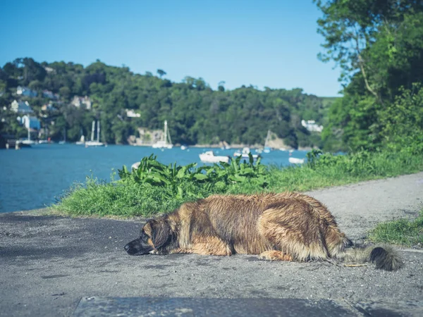 Een Grote Leonberger Hond Rust Door Een Rivier — Stockfoto