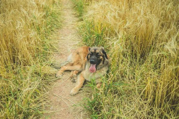 Giant Leonberger Dog Resting Field — Stock Photo, Image