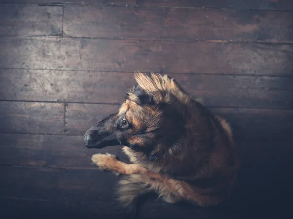 Overhead schot van Leonberger hond — Stockfoto