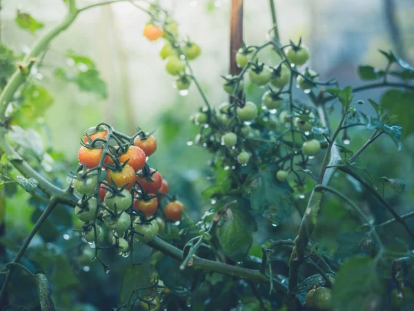 Mokré rajčete rostliny ve skleníku — Stock fotografie