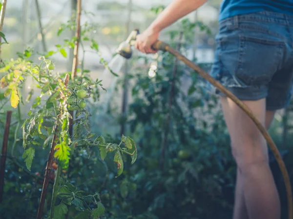 年轻妇女在她的温室里浇水西红柿 — 图库照片