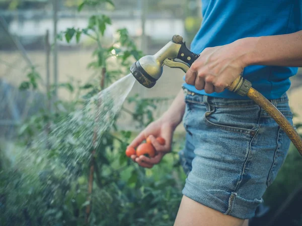 Wanita muda menyiram tomat di rumah kacanya — Stok Foto