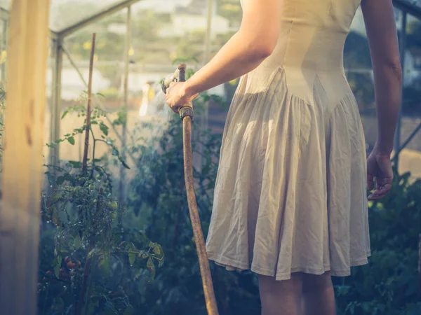 妇女在礼服在日落浇灌蕃茄 — 图库照片