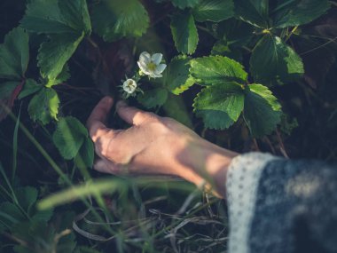 Kadın malzeme çekme çilek çiçek