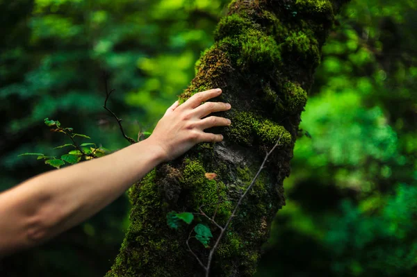 Жінка тримає руку на дереві в лісі — стокове фото