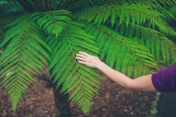 Perempuan menyentuh pakis pohon — Stok Foto
