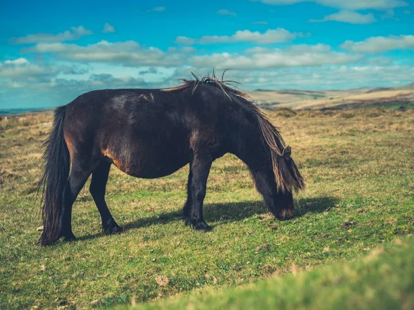 Poney sauvage sur la lande — Photo