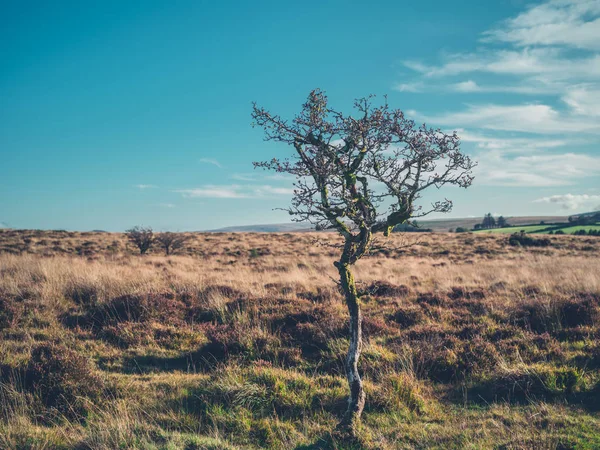 Eenzame boom in de wildernis — Stockfoto