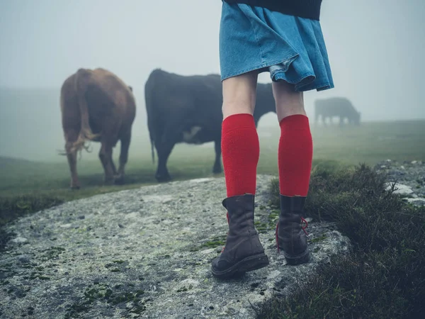 Mujer en calcetines rojos senderismo por las vacas —  Fotos de Stock