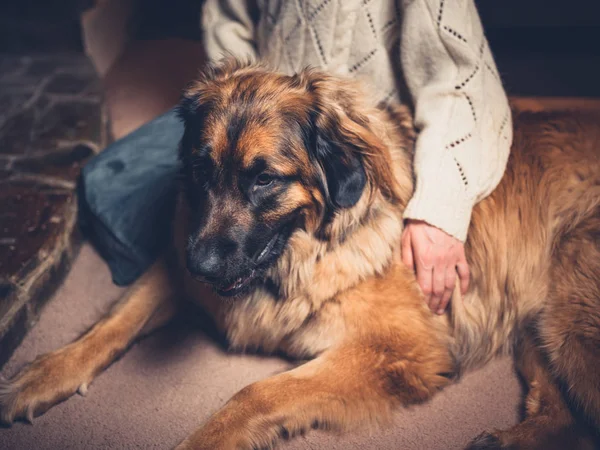 Een Jonge Vrouw Zittend Vloer Een Gigantische Leonberger Hond Aaien — Stockfoto