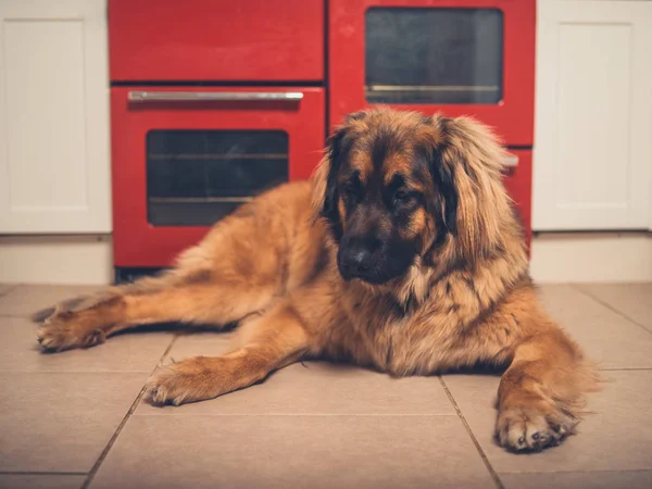 Stor Leonberger Hunden Avkopplande Köket Spisen — Stockfoto