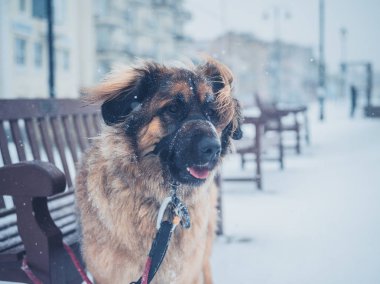 Leonberger köpek için bir Bank karda bağlıdır