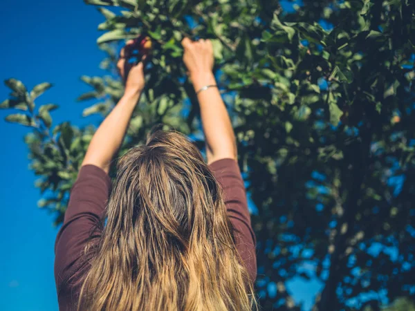 Una Joven Está Recogiendo Manzanas Día Soleado — Foto de Stock