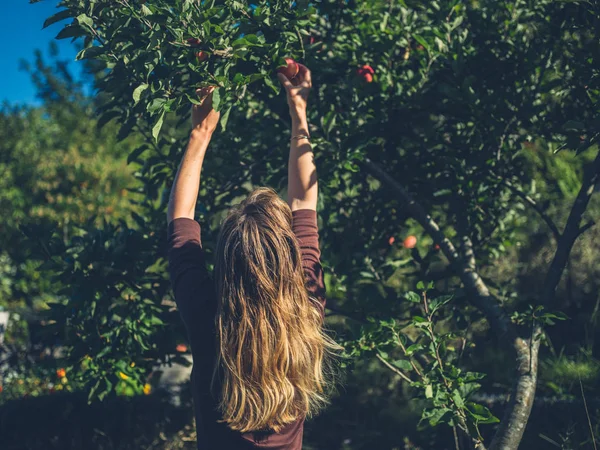 Una Joven Está Recogiendo Manzanas Día Soleado — Foto de Stock