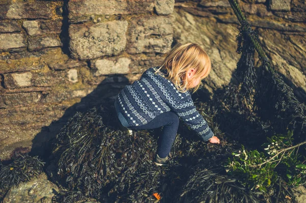 Little toddler climbing on seaweed covered rocks — Stock Photo, Image