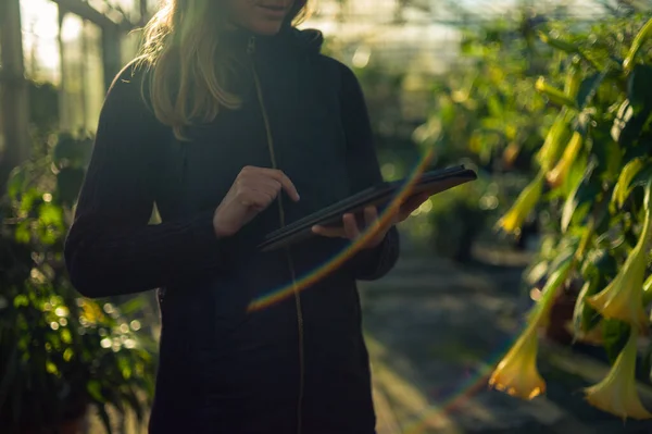 Mujer joven usando tableta en invernadero — Foto de Stock