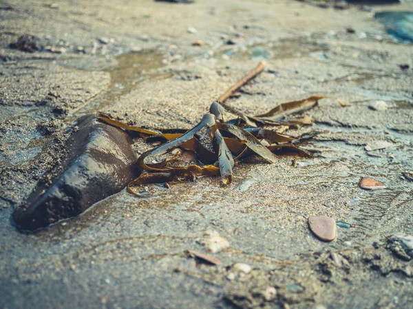 Algas en la playa — Foto de Stock