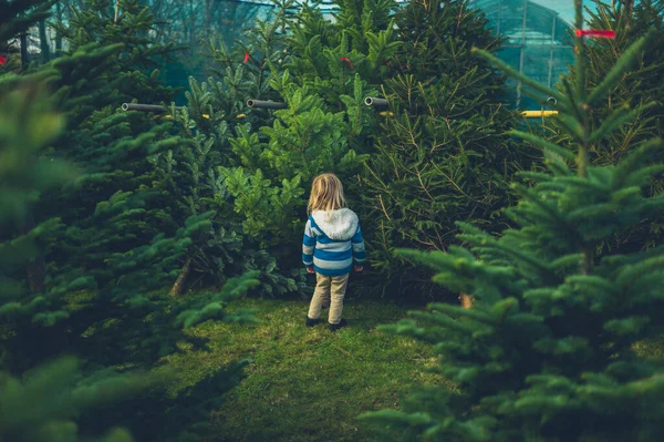 Pequeño niño mirando los árboles de Navidad en la granja —  Fotos de Stock