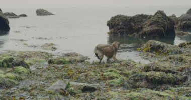Büyük aptal bir köpek sahilde kayaların arasında koşuyor. El bilgisayarı ağır çekim