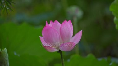 Lotus çiçeği havuzda, Çin Görünümü Kapat
