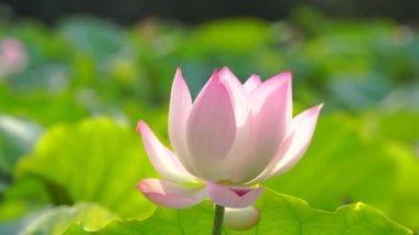Lotus çiçeği havuzda, Çin Görünümü Kapat