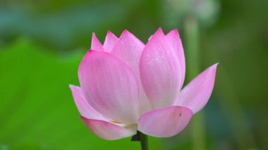 Lotus çiçeği havuzda, Çin Görünümü Kapat