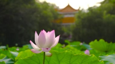İhale lotus çiçeği havuzda, Çin