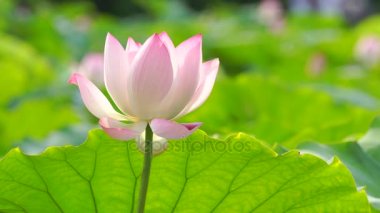 İhale lotus çiçeği havuzda, Çin