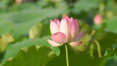 İhale lotus çiçeği havuzda, Çin