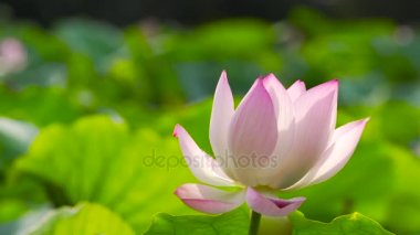 Lotus çiçeği havuzda, Çin Görünümü Kapat