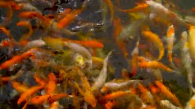 Koi gölet, Çin çevresinde Yüzme