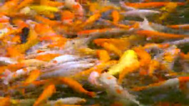 Koi gölet, Çin çevresinde Yüzme