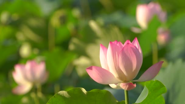 Tender Pink Lotuses Pond China — Stock Video