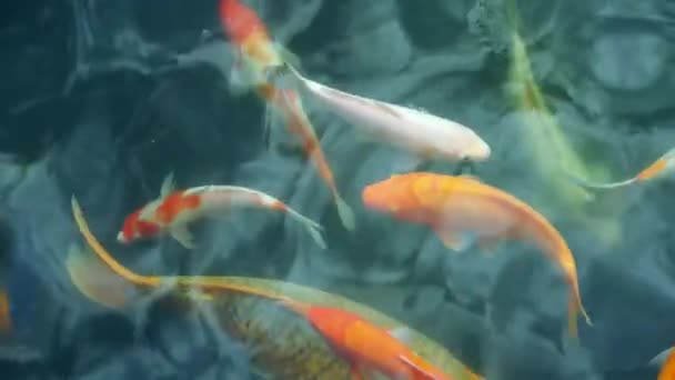 Koi Nageant Dans Étang Clair Chine — Video