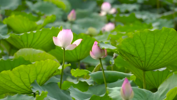 Loti Rosa Teneri Nello Stagno Cina — Video Stock