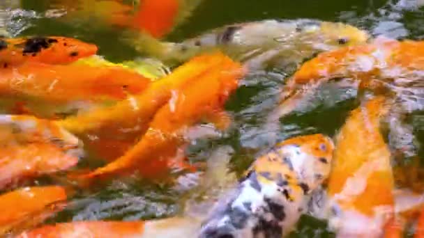 锦鲤在池塘游泳的特写视图 — 图库视频影像
