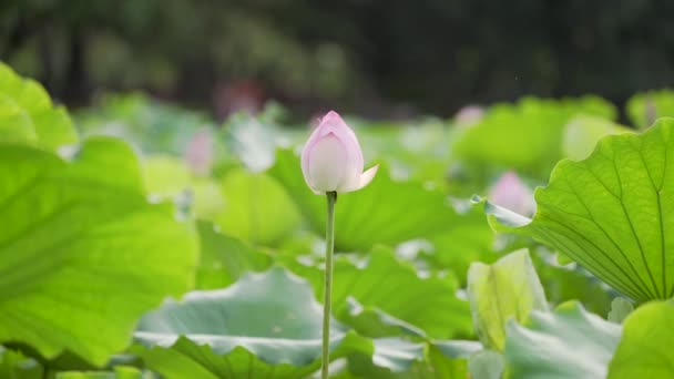 Tender Pink Lotuses Pond China — Stock Video