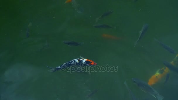 Koi nageant dans un étang clair, Chine 