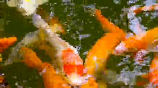 锦鲤在池塘游泳的特写视图 — 图库视频影像