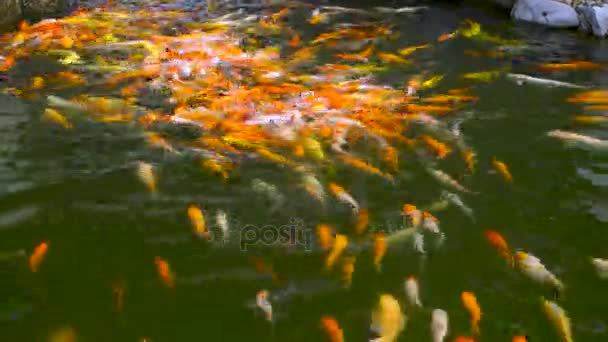 Grupo Peces Koi Nadando Estanque China — Vídeos de Stock